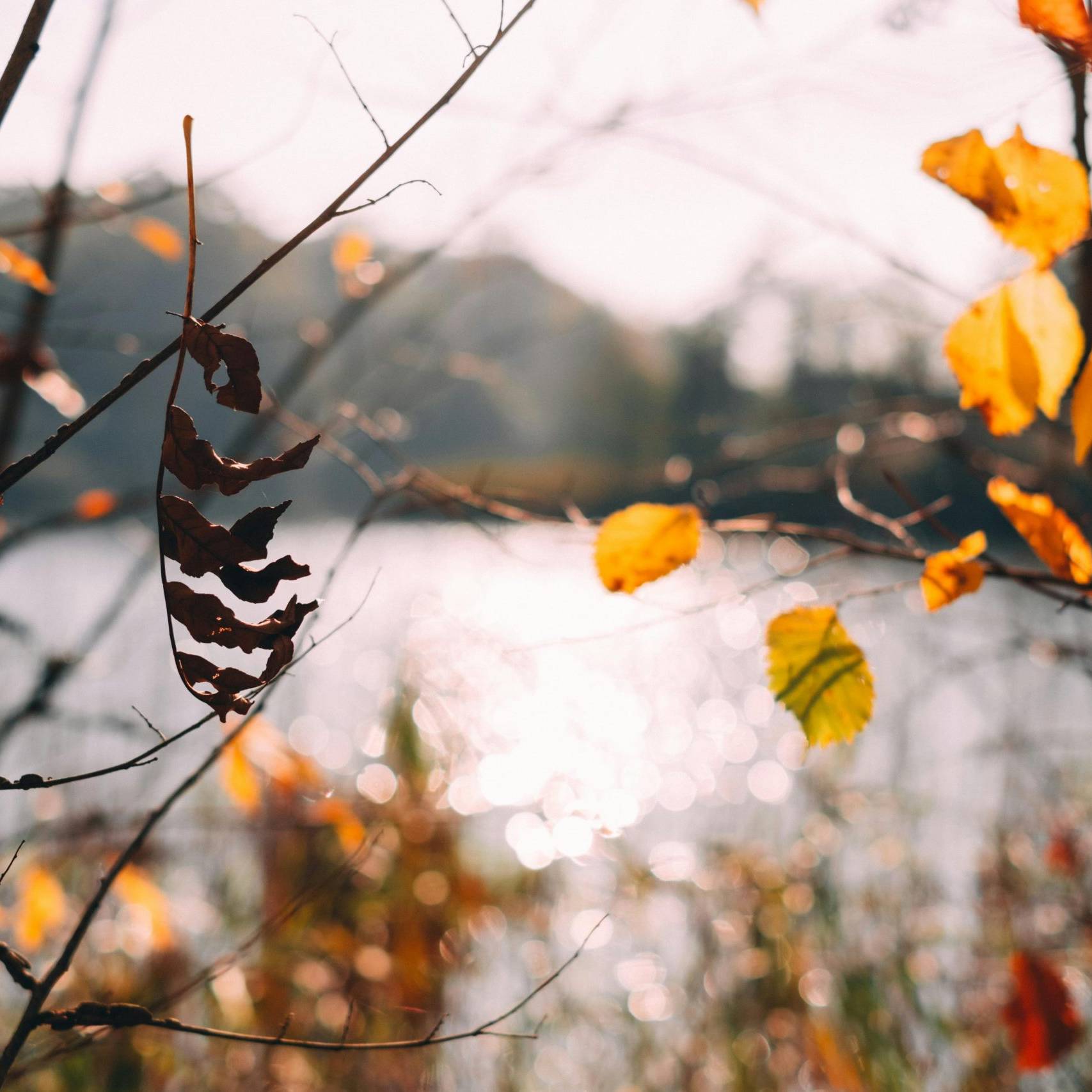 Sicht zwischen Bäumen auf einen Ausblick auf einen See