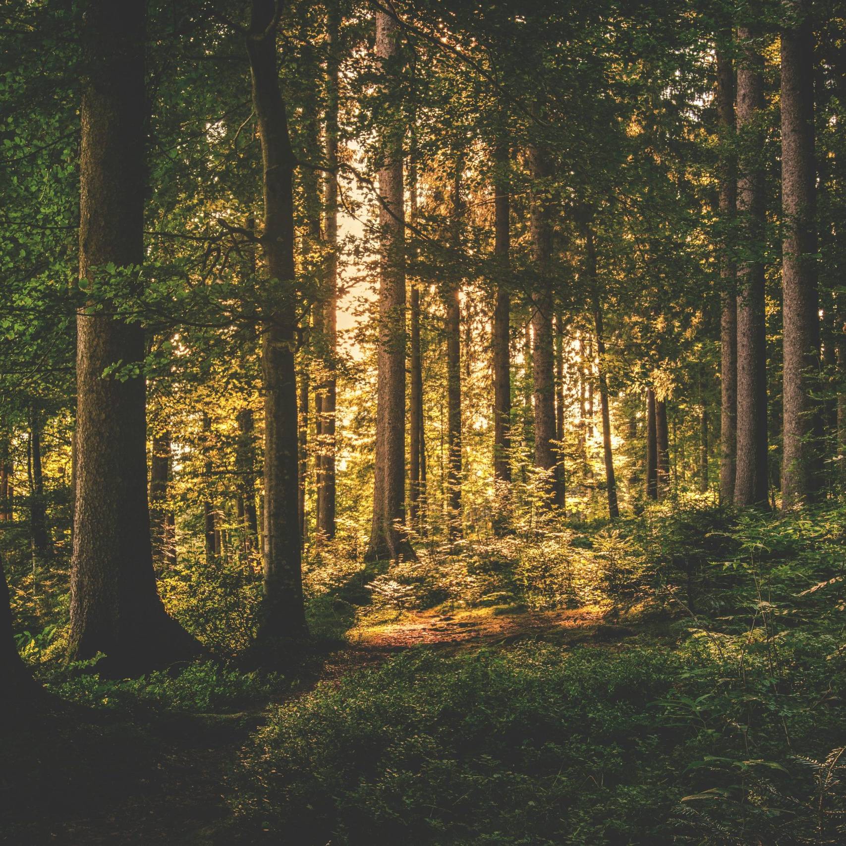 Wald mit Sonneneinstrahlungen